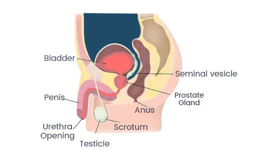 Andrology Problems