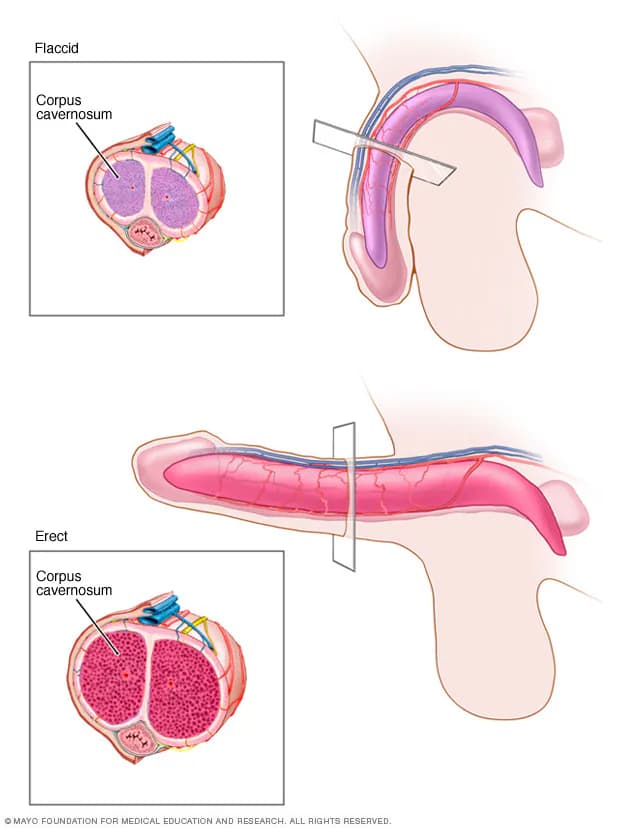 Doctor discussing male sexual health with patient