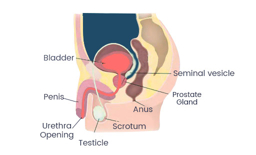 Andrology Consultation